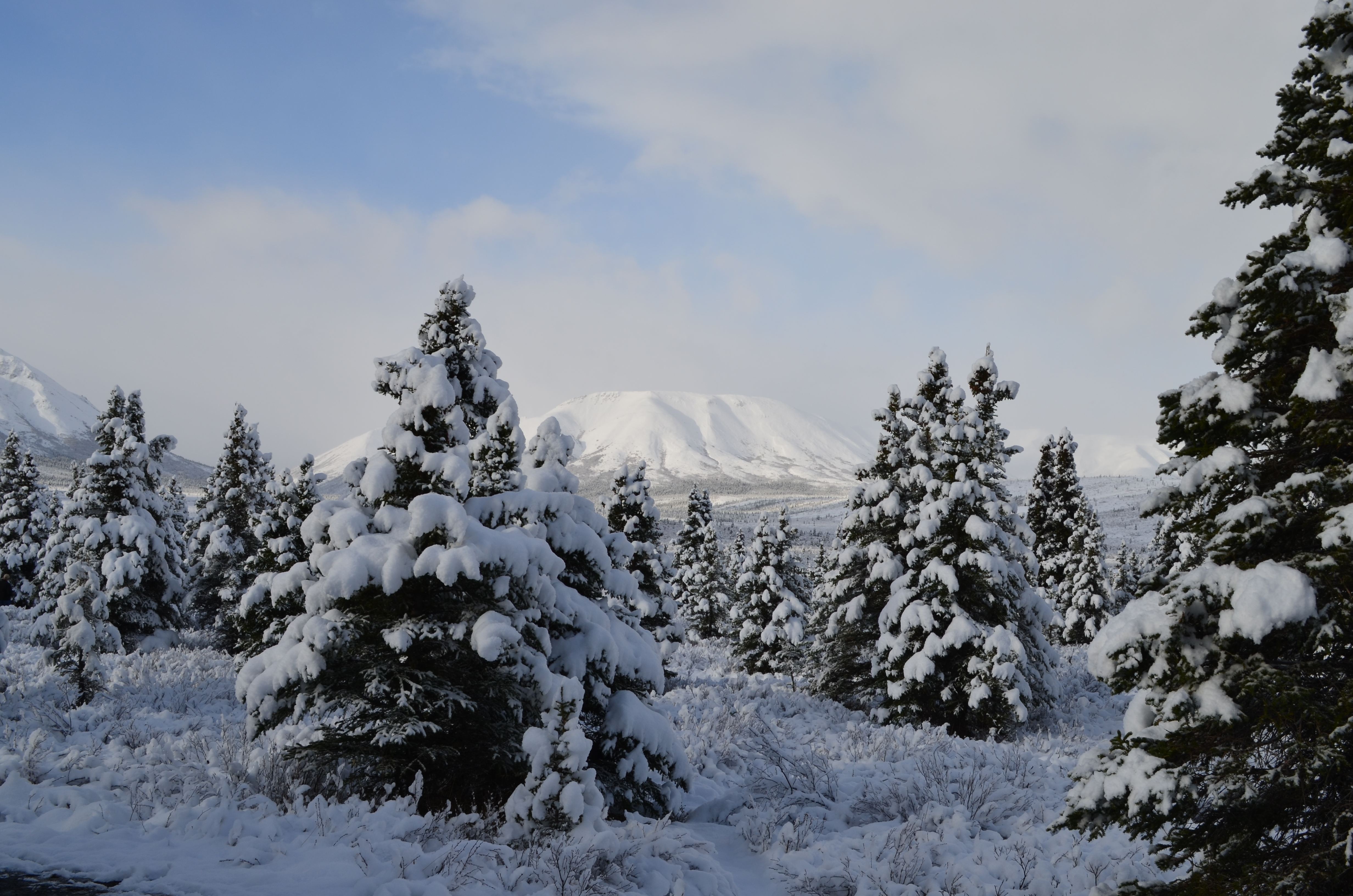 ./2017/08 - Alaska Cruise/03 - Denali/DSC_0228.JPG